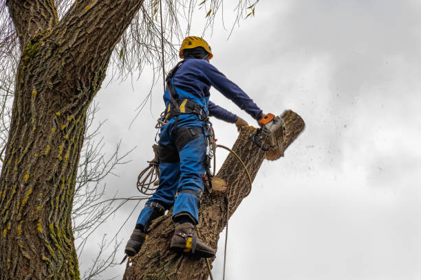 Leaf Removal in Carpentersville, IL